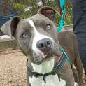 Photo of Willow
