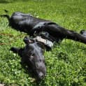 Photo of Hope Aka Elsie