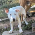 Photo of Franc *$150 Adoption Fee*
