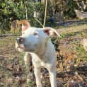 Photo of Franc *$150 Adoption Fee*