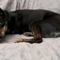 Photo of Ally
