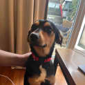 Photo of Rocky