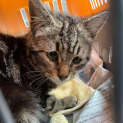 Photo of Toto