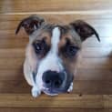 Photo of Pete   7 Month Old Staffy X (Trial)