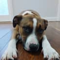 Photo of Pete   7 Month Old Staffy X (Trial)