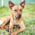 Photo of Harry 1 Year Old Kelpie X (Trial)