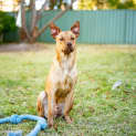 Photo of Harry 1 Year Old Kelpie X (Trial)