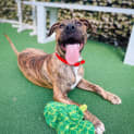 Photo of Dixie