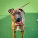 Photo of Dixie
