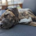 Photo of Dixie