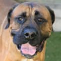 Photo of Barney