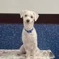 Photo of Benji