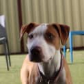 Photo of Petey 