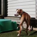 Photo of Petey 