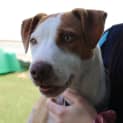 Photo of Petey 