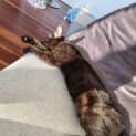 Photo of Persephone