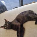 Photo of Persephone