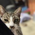 Photo of Tigger