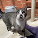 Photo of Tigger