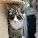 Photo of Squirt