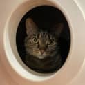 Photo of Suki 