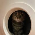 Photo of Suki 