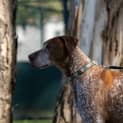 Photo of Hunter
