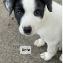 Photo of Keto