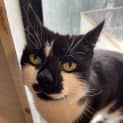 Photo of Cosmo ** 2nd Chance Cat Rescue**