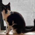 Photo of Cosmo ** 2nd Chance Cat Rescue**
