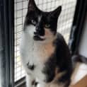 Photo of Cosmo ** 2nd Chance Cat Rescue**