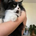 Photo of Peaches