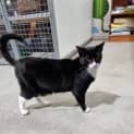 Photo of Archie