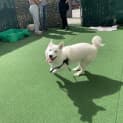 Photo of Ghost