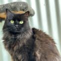 Photo of Shadow