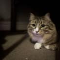 Photo of Lil (Was Tabitha)