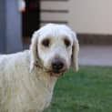 Photo of Shani