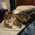 Photo of Lil (Was Tabitha)