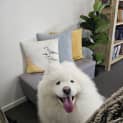 Photo of Sammy