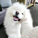 Photo of Sammy