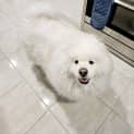 Photo of Sammy