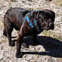 Photo of Mannie Boy