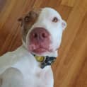 Photo of Rosie