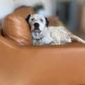Photo of Sully