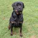 Photo of Nala