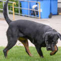 Photo of Nala