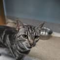 Photo of Diamond