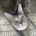 Photo of Gypsy