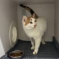 Photo of Clover