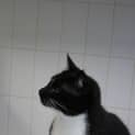 Photo of Hennessy